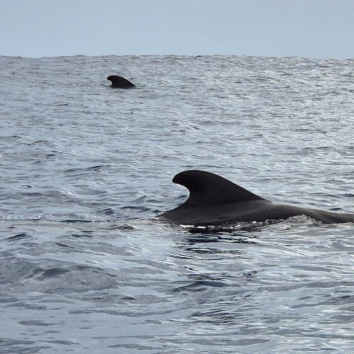 Espagne Tenerife Globicephala macrorhynchus