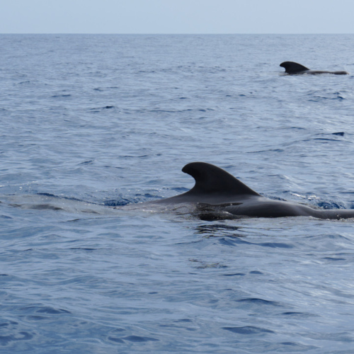 Espagne Tenerife Globicephala macrorhynchus