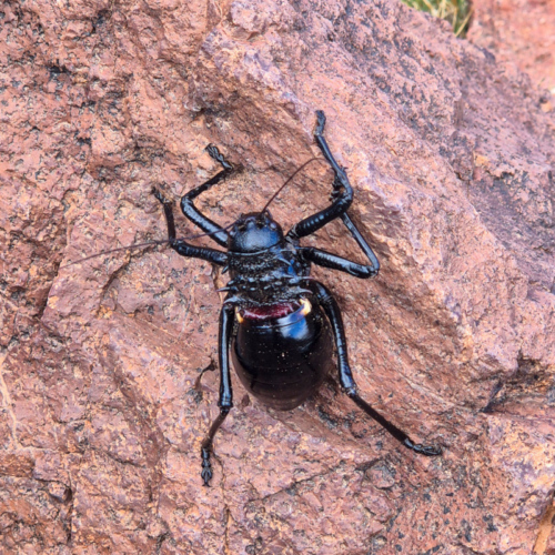 Eugaster spinulosa est une espèce de grillon. Maroc Djebel Saghro jour 2