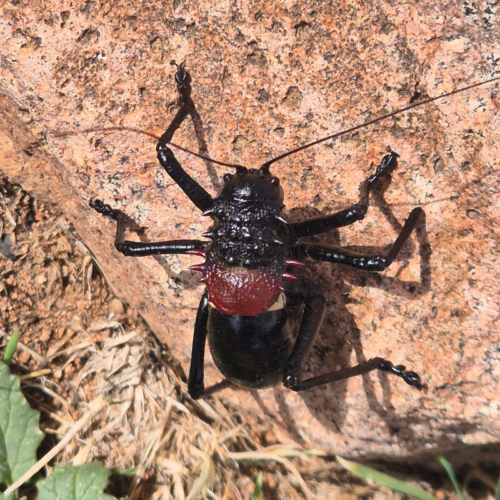 Eugaster spinulosa est une espèce de grillon. Maroc Djebel Saghro jour 2