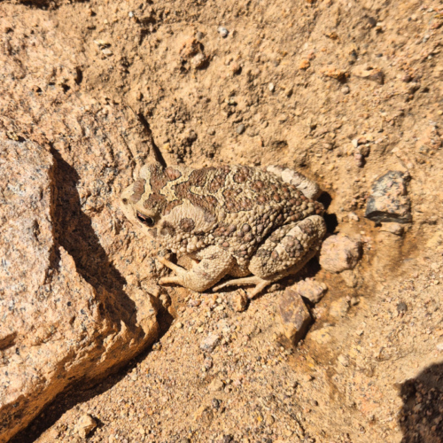 Sclerophyrys mauritanica, le crapaud berbère. Maroc Djebel Saghro jour 2
