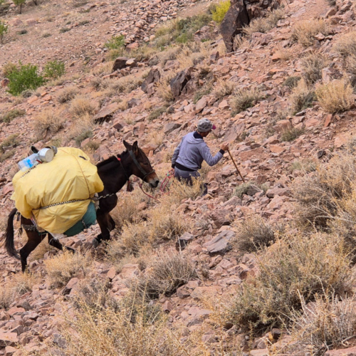 La mule, toujours aussi agile . Maroc Djebel Saghro jour 3