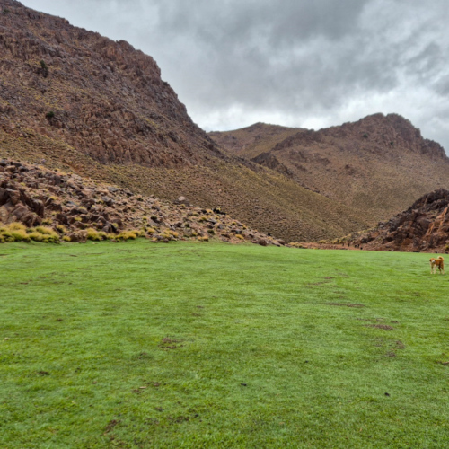 Un surprenant "Green" au détour du chemin et un chien de berger qui veut jouer avec nous. Maroc Djebel Saghro jour 3