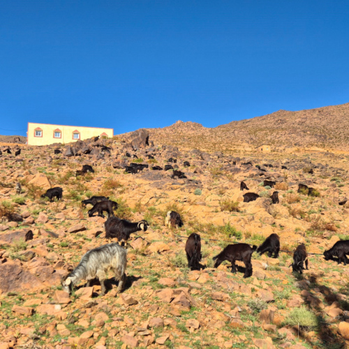 Troupeau de chèvres adaptées aux zones semi désertiques. Maroc Djebel Saghro jour 4