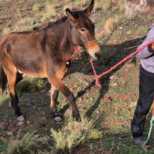 Hamou va récupérer sa mule pour la charger. Maroc Djebel Saghro jour 5