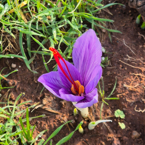 Fleur du Safran. Maroc Djebel Saghro jour 5